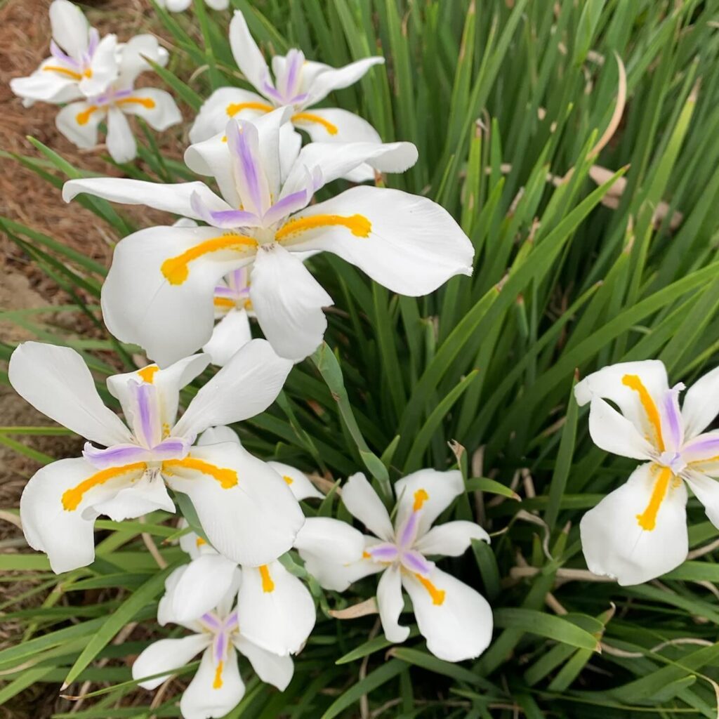 landscaping in harahan - plants for river ridge climate - laterre landscape