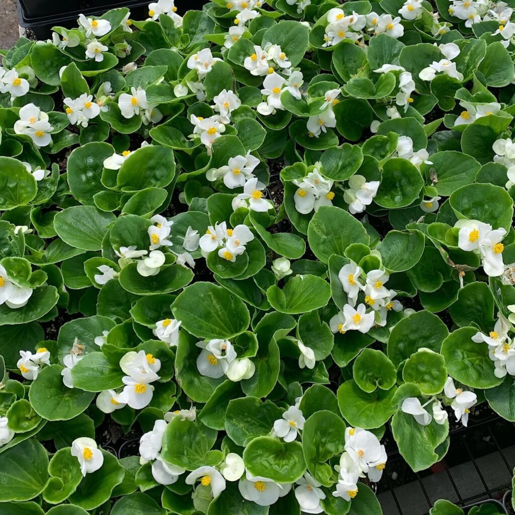 landscaping services in kenner - laterre landscape - kenners climate